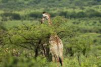 South Africa- Fauna