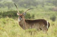 Waterbuck