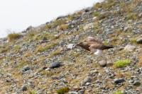 Stercorarius skua