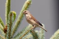 Carduelis cannabina