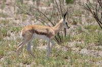 Springbok