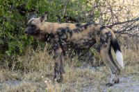 African wild dog