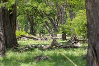 Botswana - landscape