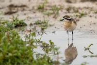 Charadrius pecuarius