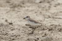 Charadrius pallidus