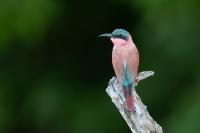 Merops nubicoides