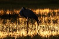 Grus carunculata