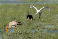 Platalea alba