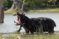 Common hippopotamus