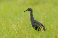 Egretta vinaceigula