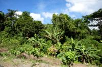 Dominican Republic  LANDSCAPE