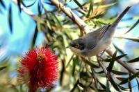 Sylvia melanocephala