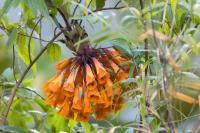 ECUADOR -FLOWERS