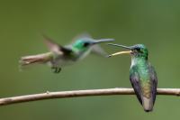 ECUADOR-FAUNA