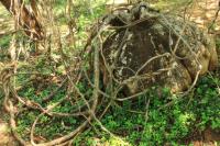 ETHIOPIA FLORA