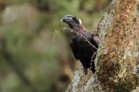 Corvus crassirostris