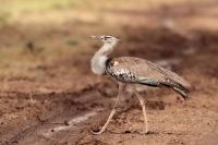 ETHIOPIA FAUNA