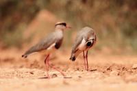 Vanellus coronatus