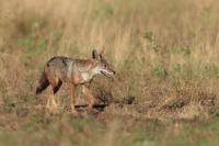 African golden wolf