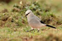 Zavattariornis stresemanni