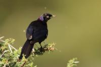 Lamprotornis purpuroptera