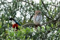 Glaucidium perlatum