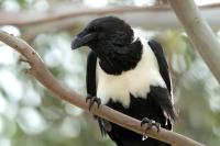 Corvus albus