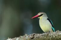 Halcyon senegalensis