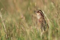 Coturnix coturnix