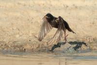 Sturnus unicolor