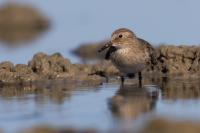 Calidris temminckii 