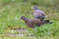 Streptopelia orientalis