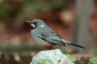 Turdus plumbeus