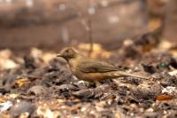 Turdus grayi