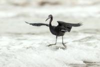 Egretta caerulea 