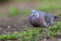 Columba palumbus