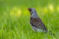 Turdus pilaris