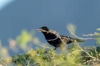 Corvus palmarum