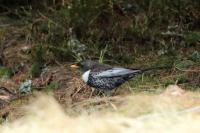 Turdus torquatus