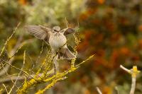 Muscicapa striata