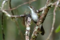 Dominican Republic-FAUNA