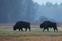 European bison