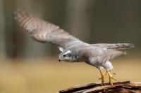 Accipiter gentilis