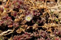 Madeira flora