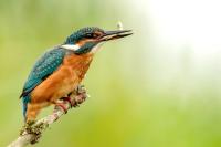 Alcedo atthis