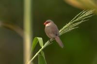 Madeira fauna