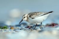 Calidris alba