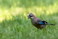 Garrulus glandarius