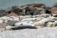 Harbor seal