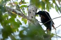 Corvus leucognaphalus